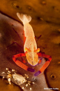 Imperial shrimp & friend:) by William Loke 